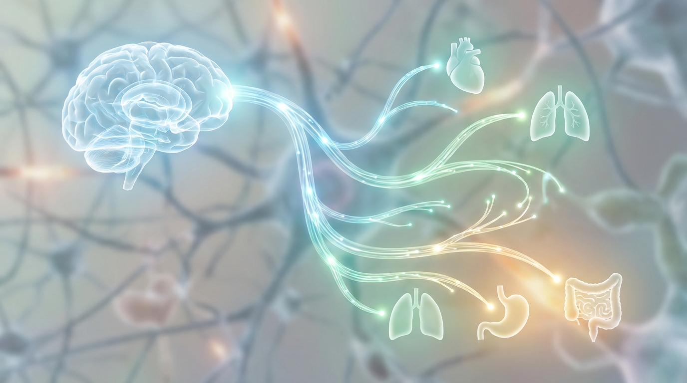 The Vagus Nerve: Your Brain's Hidden Superhighway