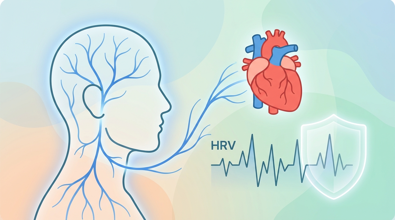 Vagus Nerve and Heart Health: The HRV Connection