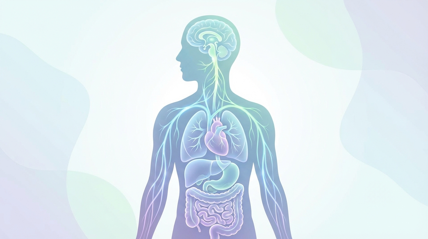 The Hidden Superhighway Running Through Your Body That Controls 
Everything